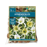 Hymenocallis Frost/Spring Bulbs
