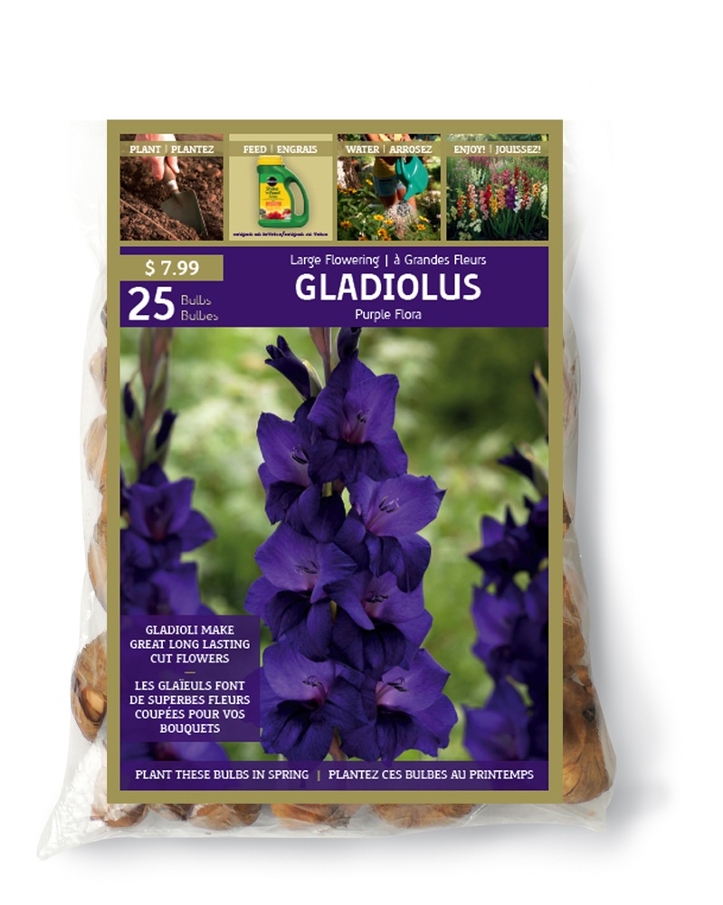 Gladiolus Purple Flora Canadian Tire