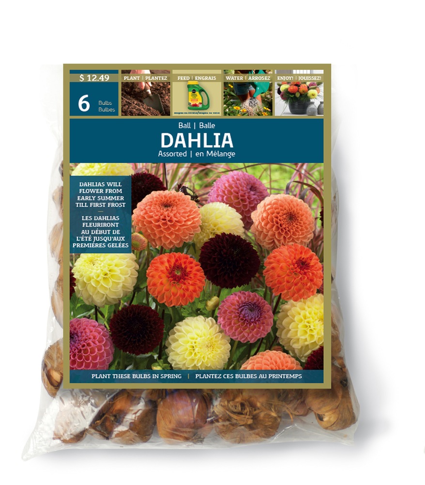 Dahlia Ball Bulbs Canadian Tire