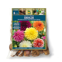 Dahlia Dinnerplate Bulbs