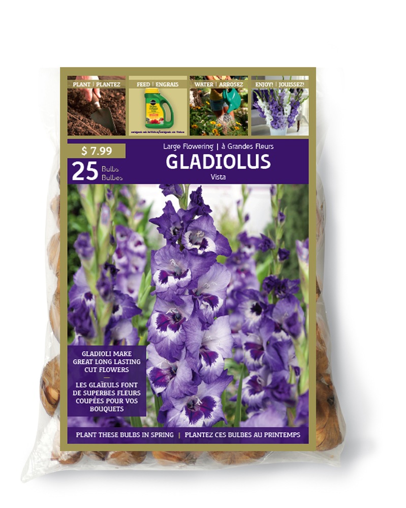 Gladiolus Vista Bulbs, Purple/White Canadian Tire