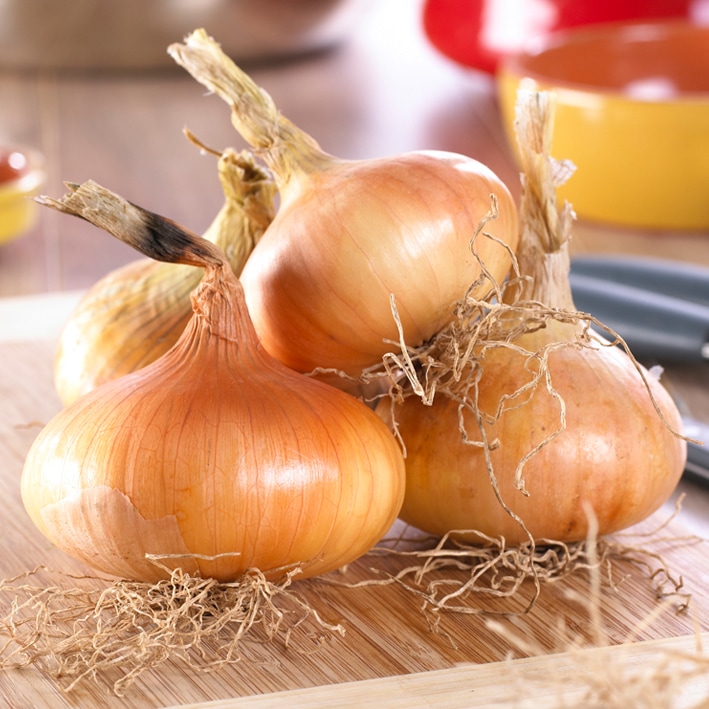 Bulbs Are Easy, Stuttgarter Yellow Onion Bulbs, Ready to Plant for your