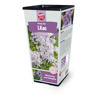 Burpee, Semences de fleurs annuelles, variétés assorties, prêt à planter dans votre jardin privé
