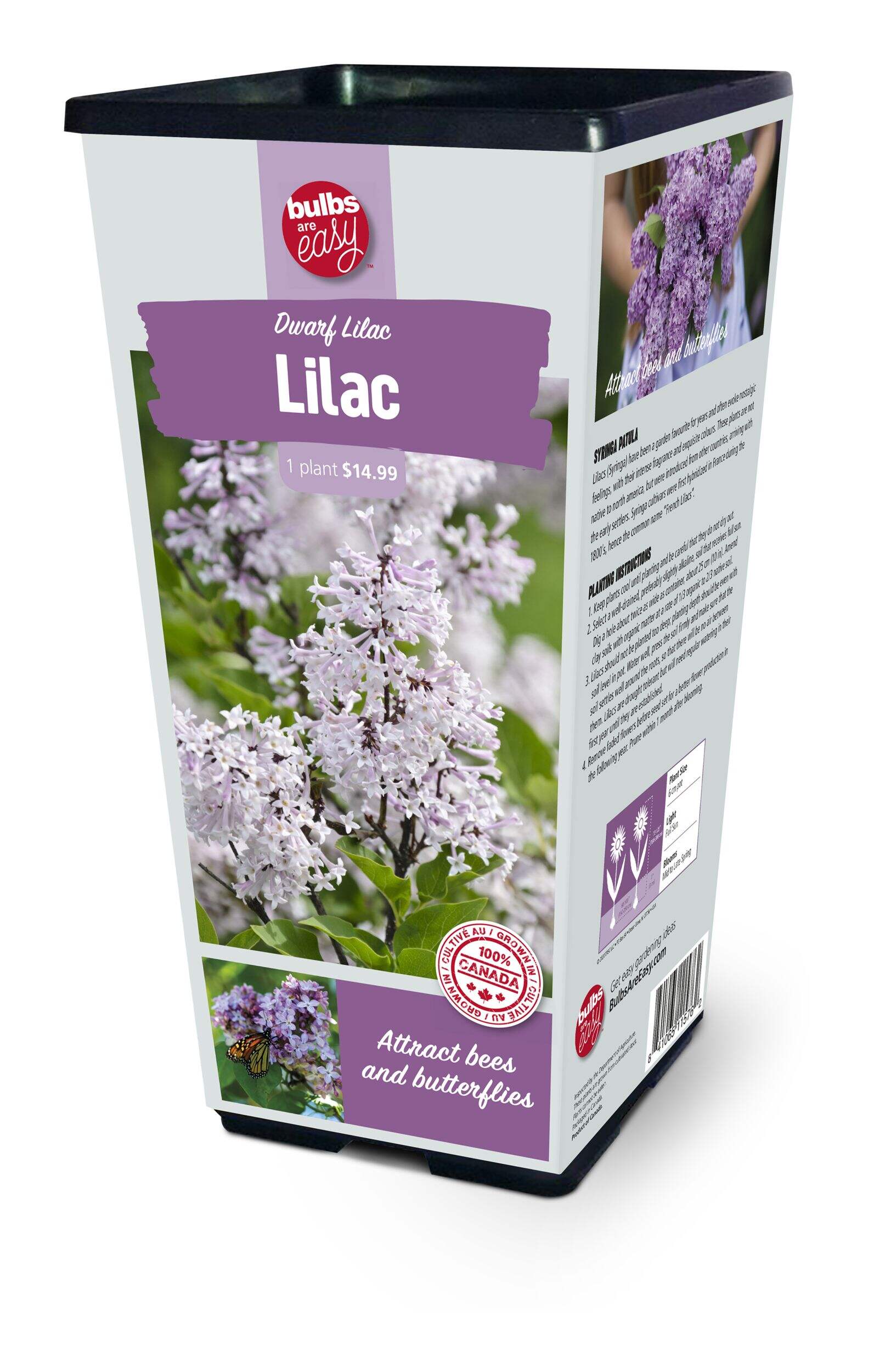 Bulbs Are Easy, Dwarf Lilac Bulbs, Ready to Plant for your Home Garden Front_Angled_Left