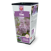 Bulbs Are Easy, bulbes de lilas nain, prêts à planter dans votre jardin privé