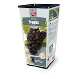 Bulbs Are Easy, Grapes Front_Angled_Left