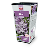 Bulbs Are Easy, Syringas Front_Angled_Left