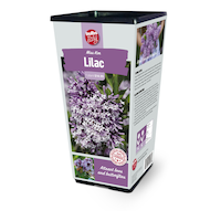 Bulbs Are Easy, Syringas Front_Angled_Left