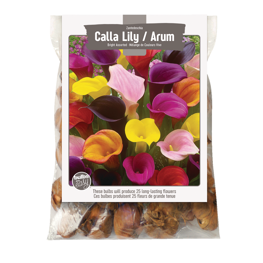 Bulbs Are Easy, Bright Zantedeschia Calla Lily Bulbs Assorted Varieties