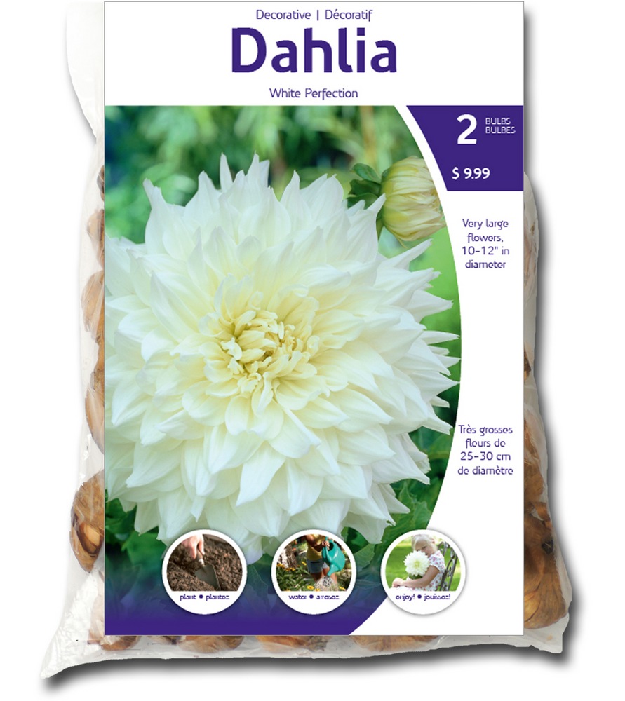Bulbs Are Easy, Dahlia White Perfection Canadian Tire