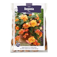 Bulbs Are Easy, bulbes de lys Sweet Rosy sont prêts à planter dans votre jardin privé Front_Flat