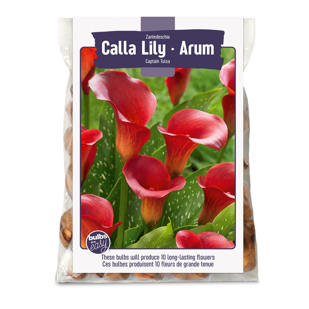 Bulbs Are Easy, Zantedeschia Captain Tulsa Calla Lily Bulbs Home Garden
