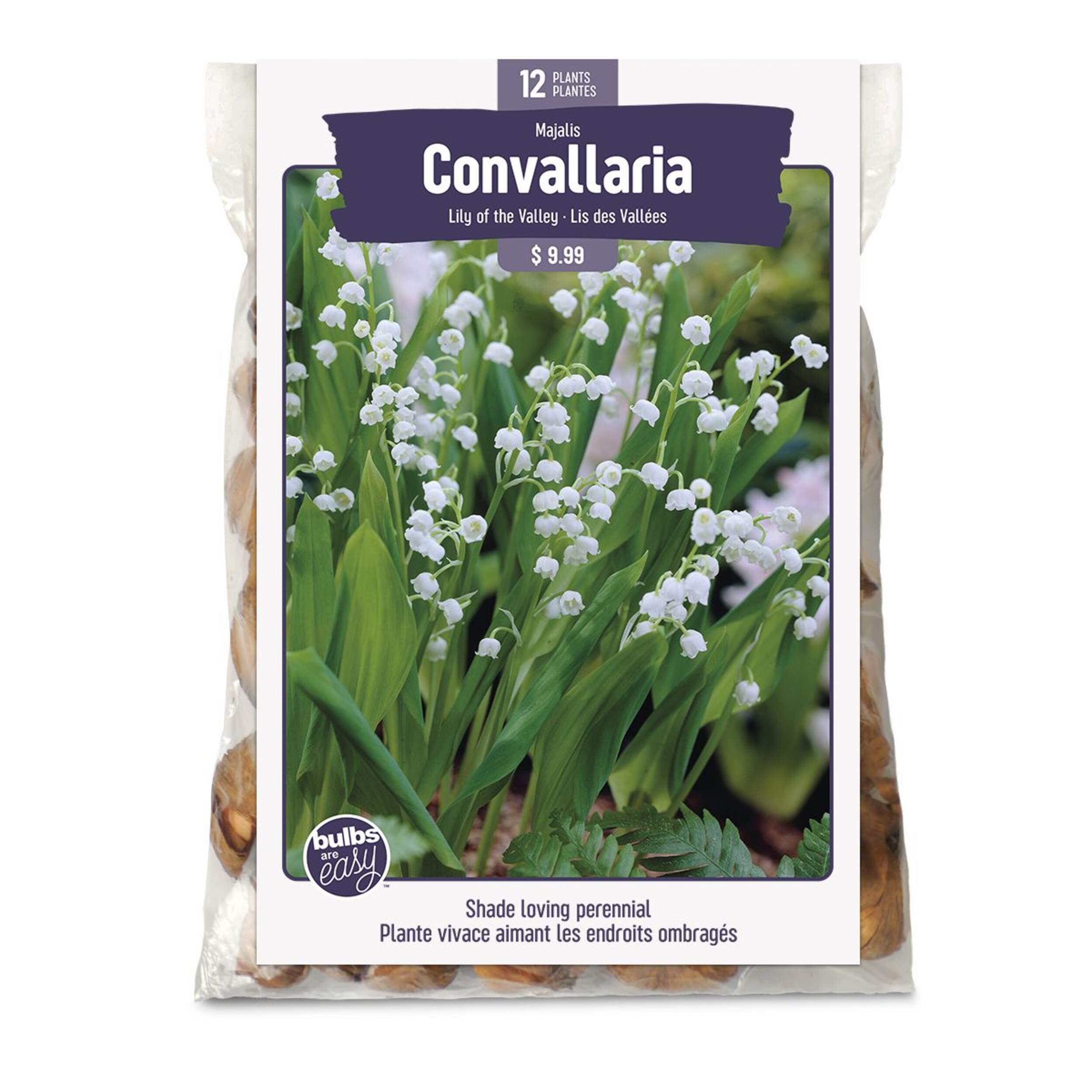 Bulbs Are Easy, Majalis Lily of the Valley Convallaria Bulbs, Home Garden Front_Flat