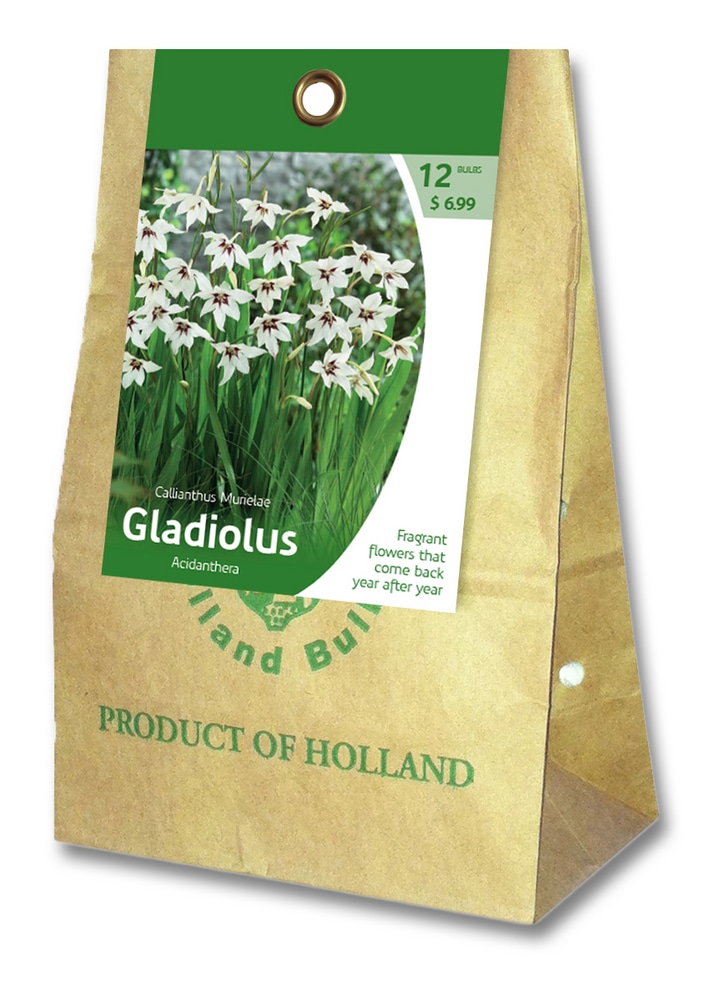 Gladiolus Callianthus Murielae Bulbs For Planting Canadian Tire