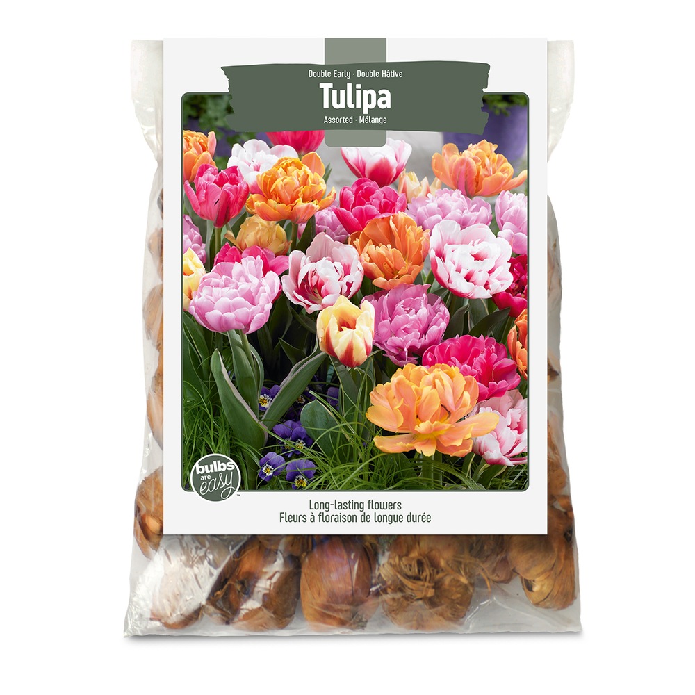 Bulbs Are Easy Bulbes de tulipe double hâtive assortis, prêts à