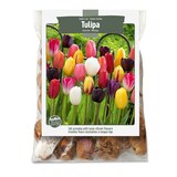 Bulbs Are Easy, Single Late Tulip Bulbs, Assorted Varieties, Home Garden Front_Flat