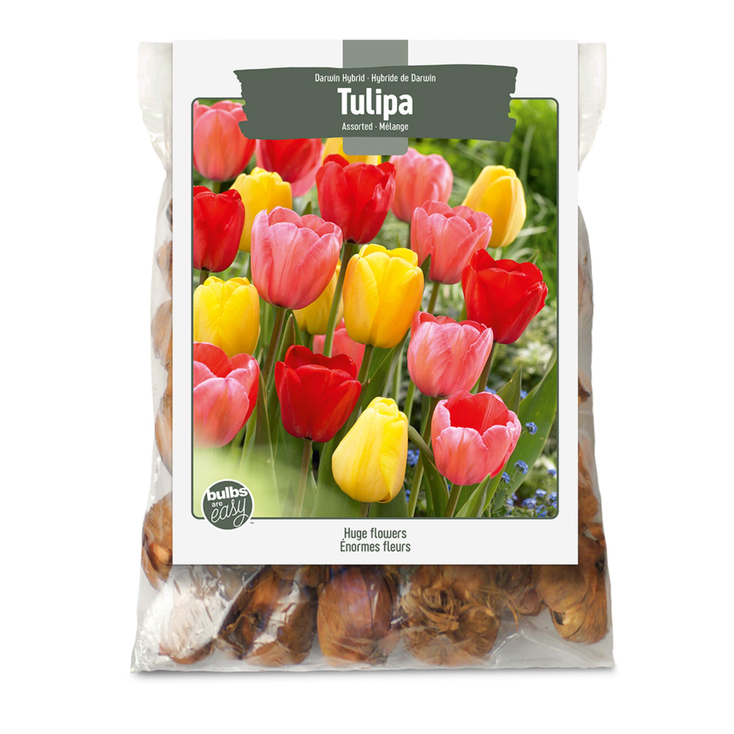 Bulbs Are Easy, Darwin Tulip Bulbs, Assorted Varieties, Home Garden Front_Flat