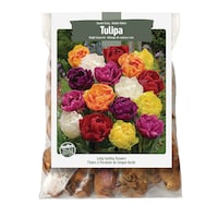 Bulbs Are Easy - Bulbes de tulipe double hâtive , mélange de couleurs vives, prêts à planter dans votre jardin familial Front_Flat