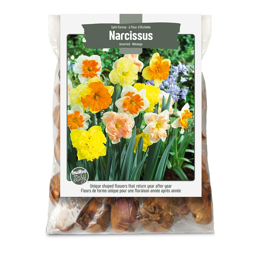 Bulbs Are Easy - Bulbes de narcisse à fleur d'orchidée assortis, prêts à  planter dans votre jardin familial | Canadian Tire