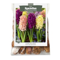 Bulbs Are Easy, bulbes de jacinthe d'Orientalis, variétés assorties, jardin privé Front_Flat