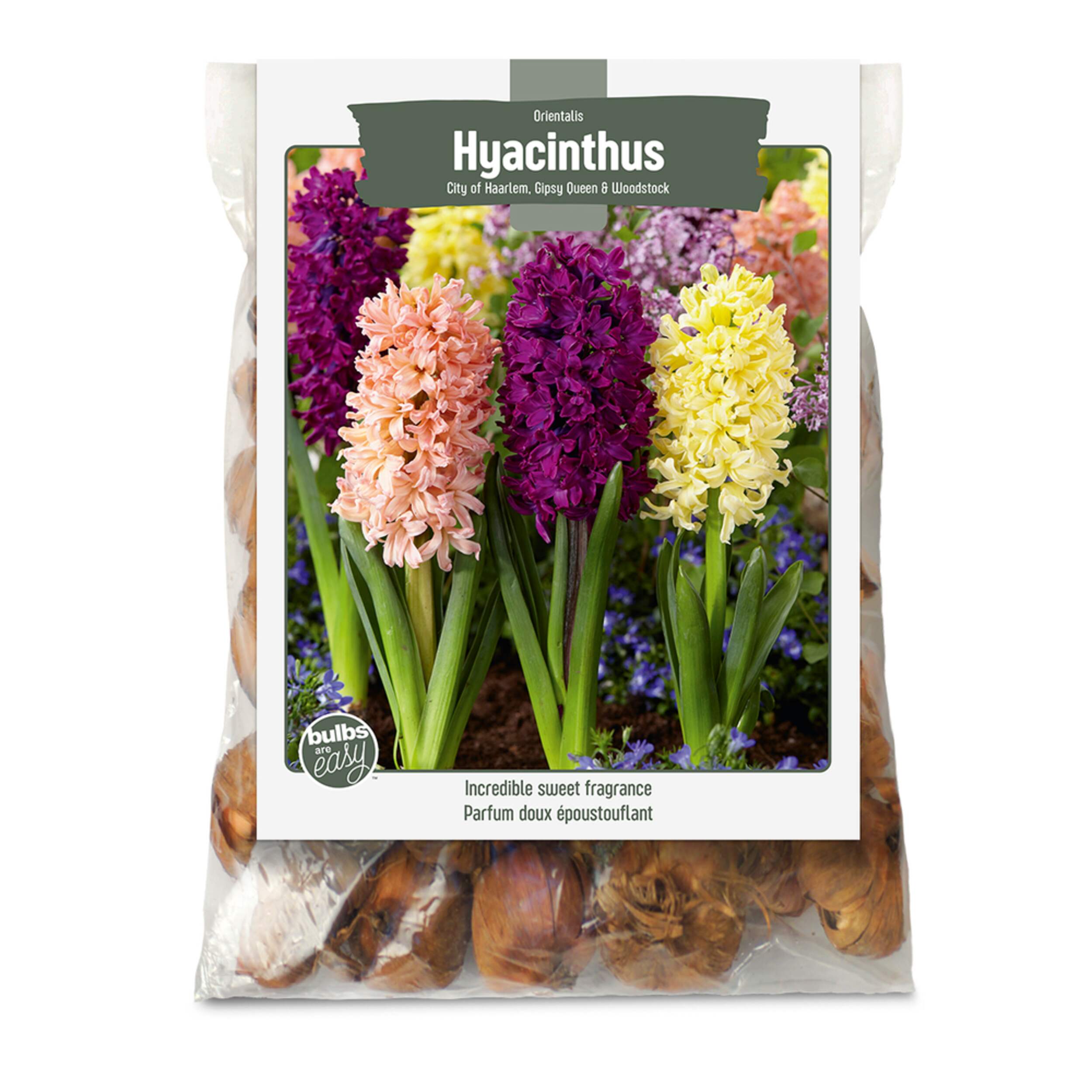 Bulbs Are Easy, Hyacinth Bulbs, Assorted Varieties, Home Garden Front_Flat