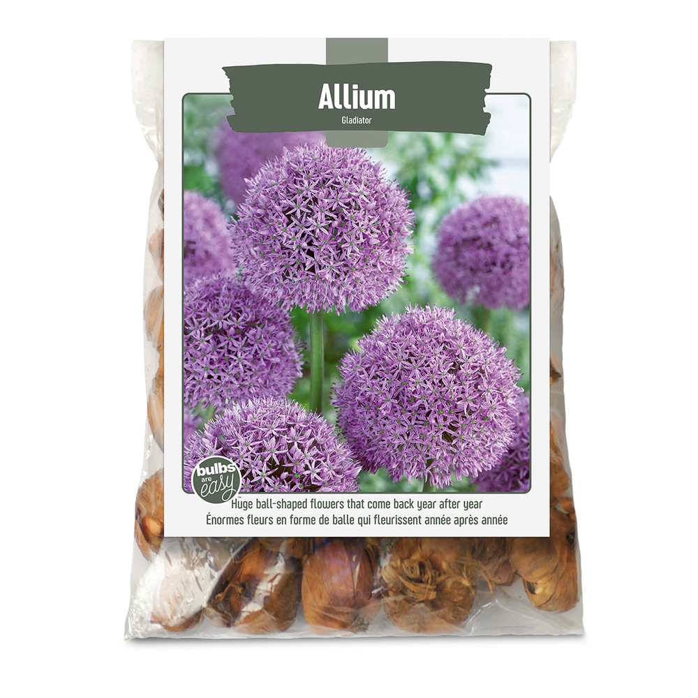 Bulbs Are Easy, Gladiator Allium Bulbs, Ready to Plant for your Home