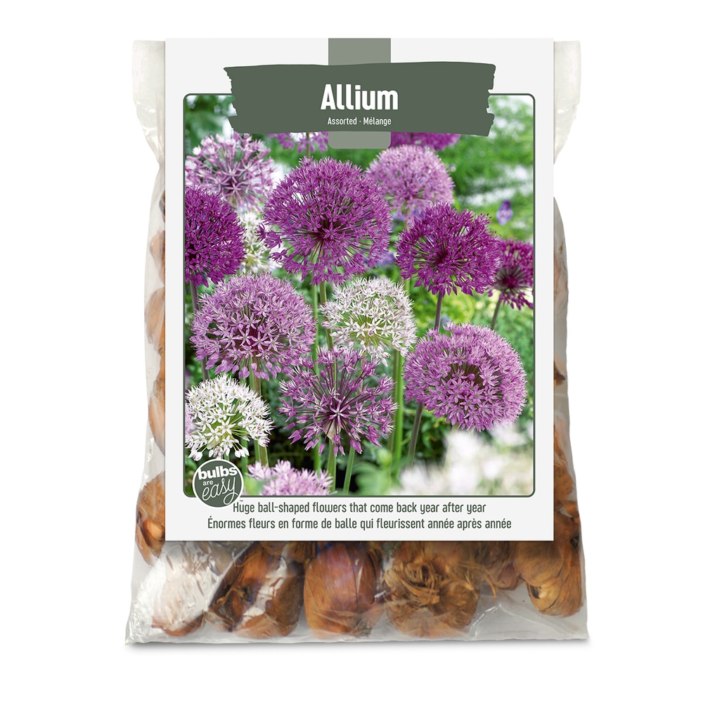 Bulbs Are Easy, Allium Bulbs, Assorted Varieties, Ready to Plant for
