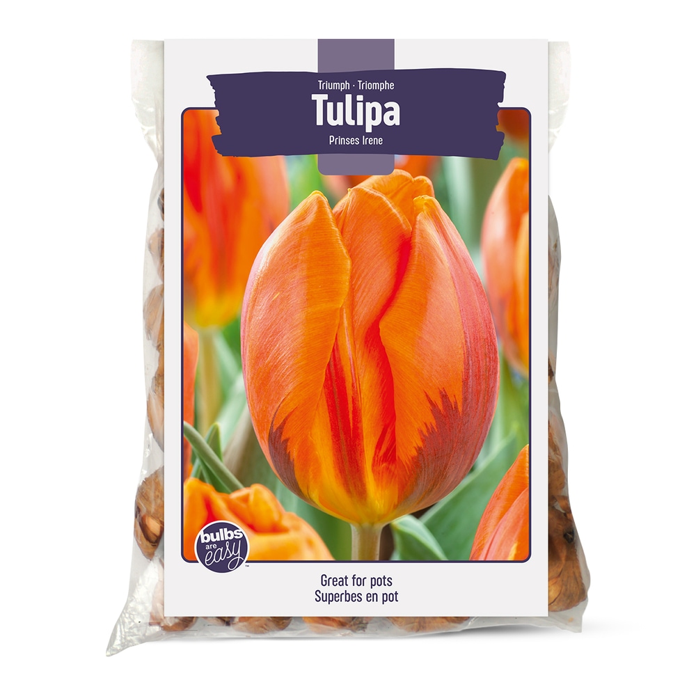 Bulbs Are Easy, Prinses Irene Tulip Bulbs, Assorted Varieties, Home