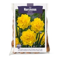 Bulbs Are Easy, bulbes de tulipe perroquet abricot, variétés assorties, jardin privé Front_Flat