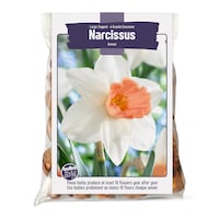 Bulbs Are Easy, Large Cupped Accent Narcissi Bulbs, Assorted Varieties, Home Garden Front_Flat