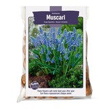 Bulbs Are Easy, bulbes d'Allium Sensation violette, prêts à planter dans votre jardin privé Front_Flat