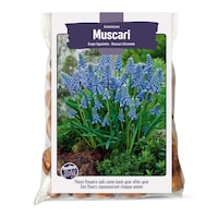 Bulbs Are Easy, bulbes d'Allium Sensation violette, prêts à planter dans votre jardin privé Front_Flat