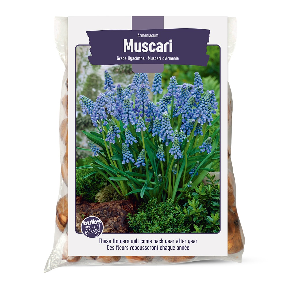 Bulbs Are Easy, Purple Sensation Allium Bulbs, Ready to Plant for your