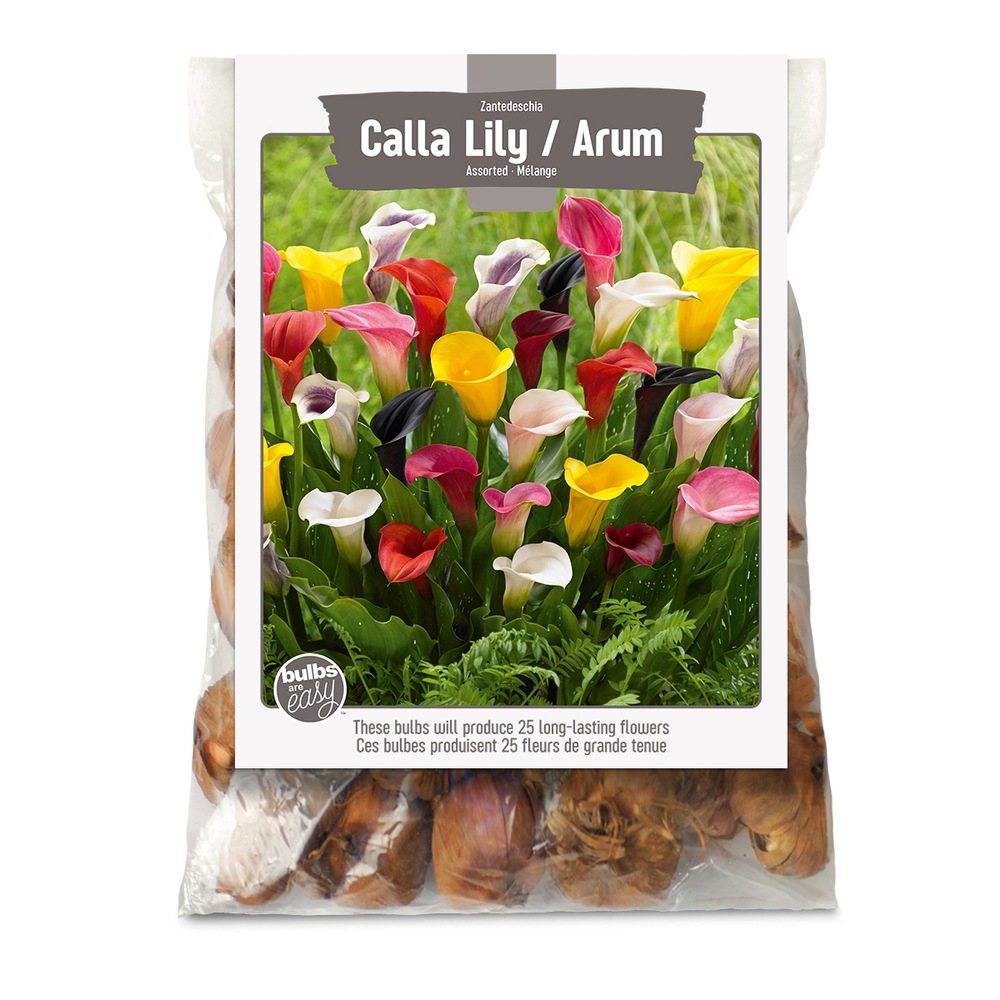 Bulbs Are Easy, Zantedeschia Calla Lily Bulbs, Assorted Varieties, Home