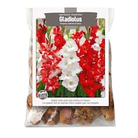 Bulbs Are Easy, bulbes de dahlia boule de printemps, variétés assorties, jardin privé Front_Flat