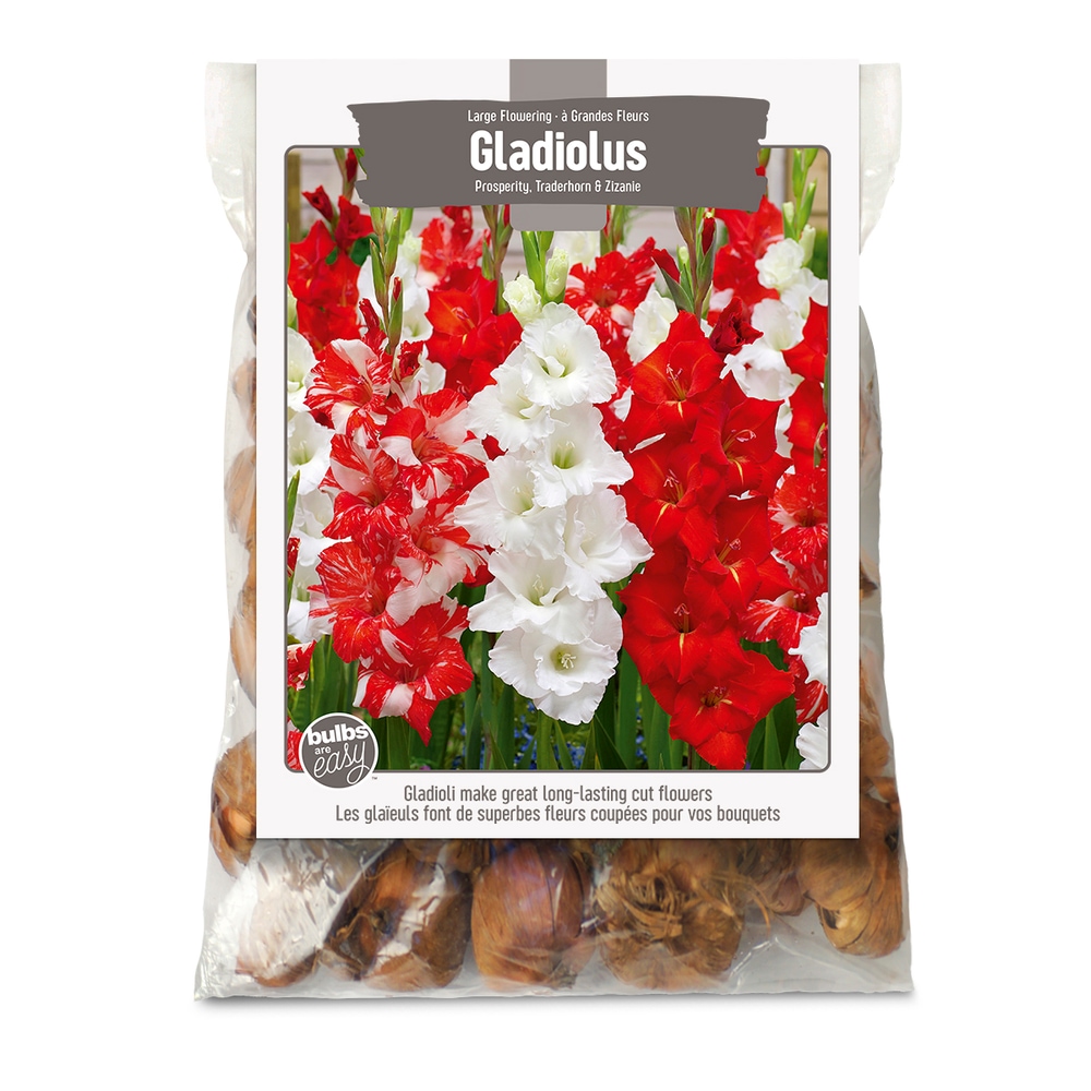 Bulbs Are Easy, Gladiolus Bulbs, Assorted Varieties, Home Garden Canadian Tire