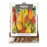 Bulbs Are Easy, Uvaria Kniphofia Spring Bulbs, Assorted Varieties, Home Garden Front_Flat
