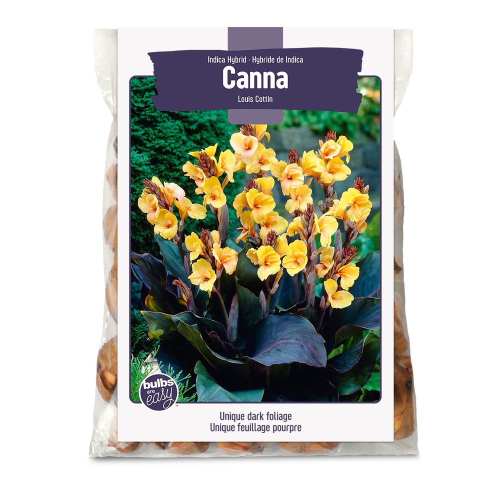 Bulbs Are Easy, Indica Hybrid Louis Cottin Canna Spring Bulbs, Home