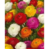 Bulbs Are Easy, Ranunculus Spring Bulbs, Assorted Varieties, Home Garden CloseUp