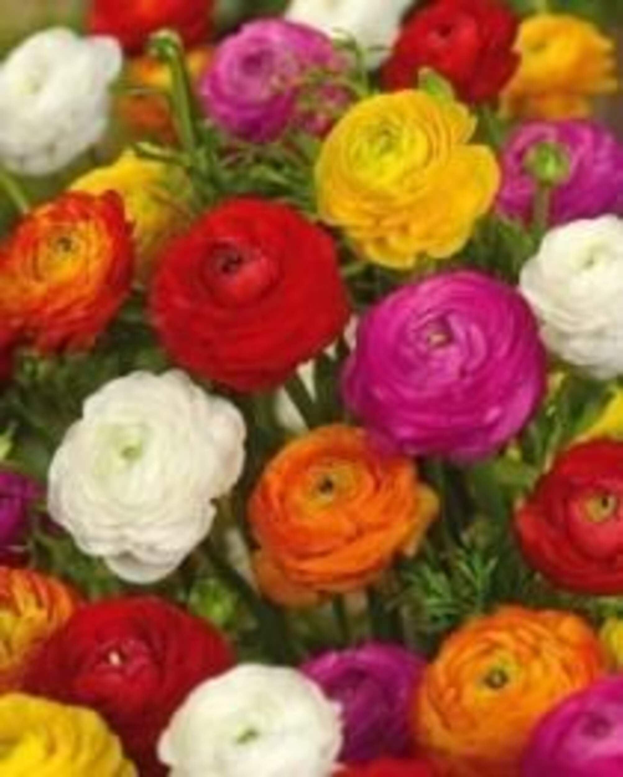 Bulbs Are Easy, Ranunculus Spring Bulbs, Assorted Varieties, Home Garden CloseUp
