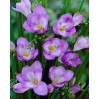 Bulbs Are Easy Single Blue Freesia Spring Bulb CloseUp