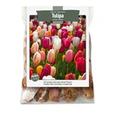 Bulbs Are Easy, Tulip Bulbs, Single Late, Assorted, For Your Home Garden Front_Flat
