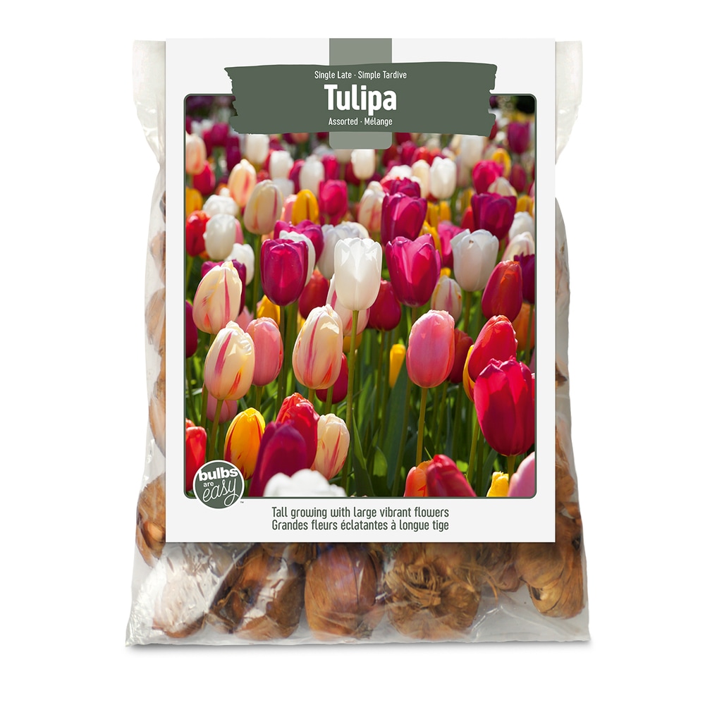 Bulbs Are Easy, Tulip Bulbs, Single Late, Assorted, For Your Home