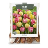 Bulbes de tulipe Foxtrot variés Bulbs Are Easy Front_Flat