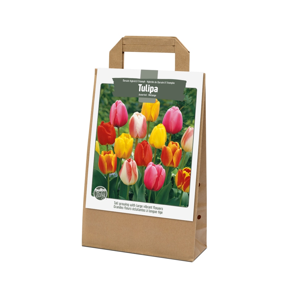Bulbs Are Easy, Darwin Hybrid and Triumph Tulip Bulbs, Home Garden