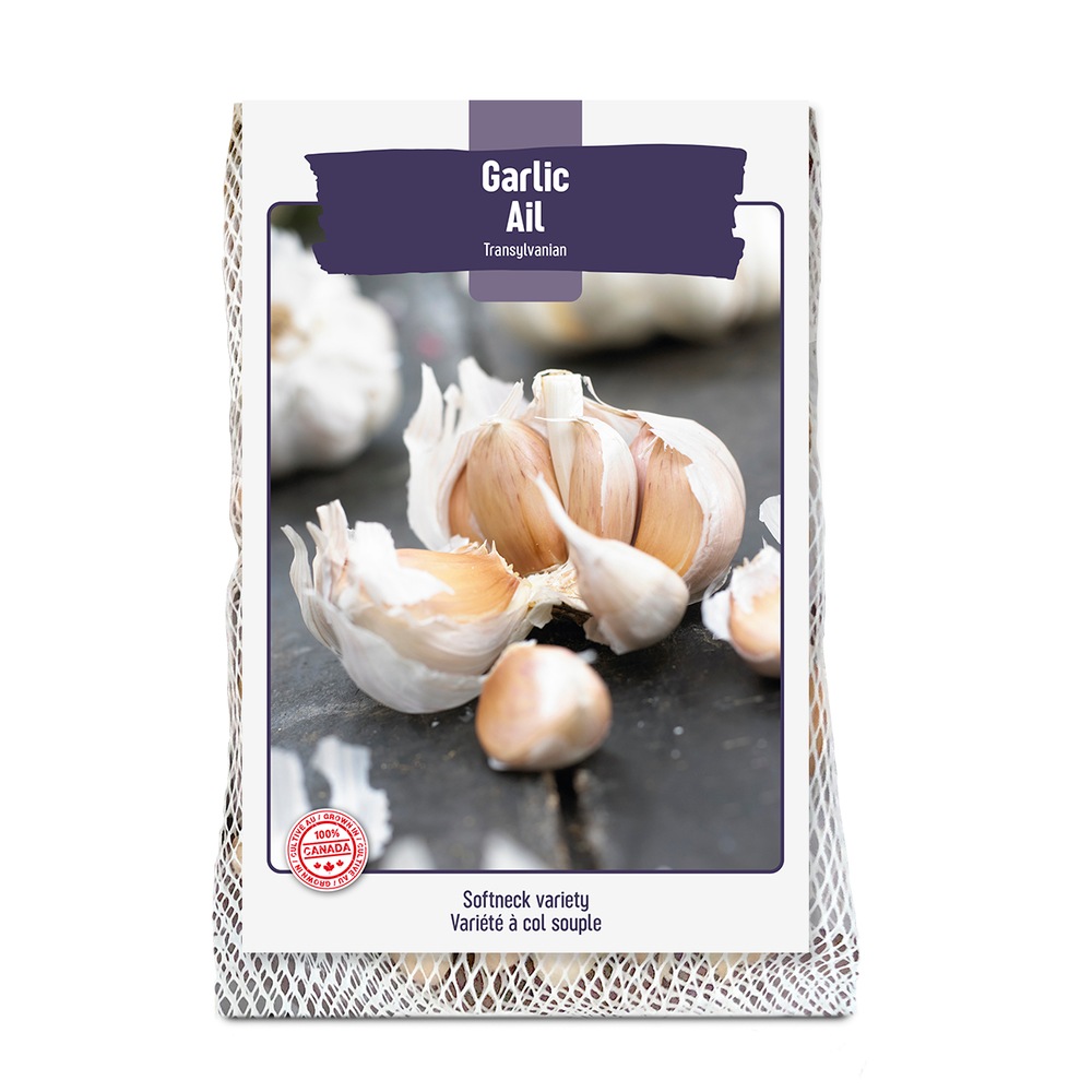 Bulbs Are Easy, Transylvanian Fall Garlic Bulb, Ready to Plant for your