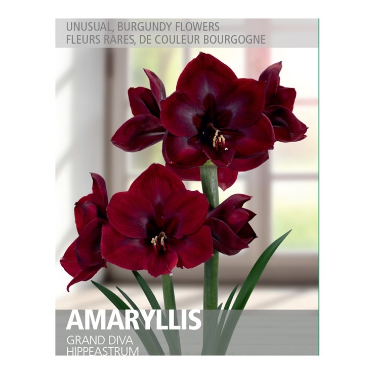 Bulbes d'amaryllis Grand Diva, Bulbs Are Easy Canadian Tire