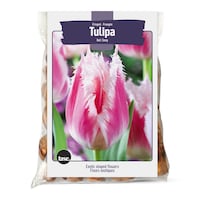 Bulbs Are Easy Fringed Tulip, Pink and White Bulbs Front_Flat