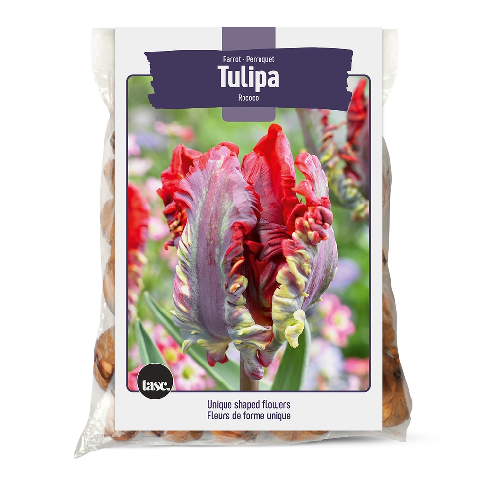 Bulbs Are Easy Parrot Tulip, Red and Yellow Bulb Canadian Tire