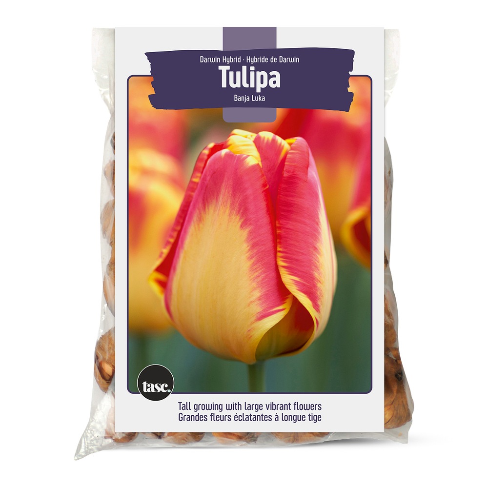 Bulbs Are Easy Banja Luka Tulip Bulb Canadian Tire